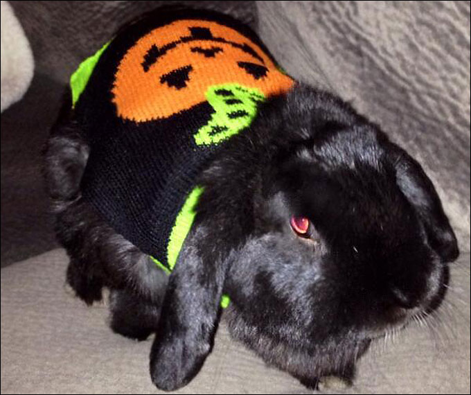 Кролик Хоппи готов к осени и Хэллоуину