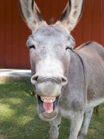 И плохие игроки могут выигрывать И плохие игроки могут выигрывать