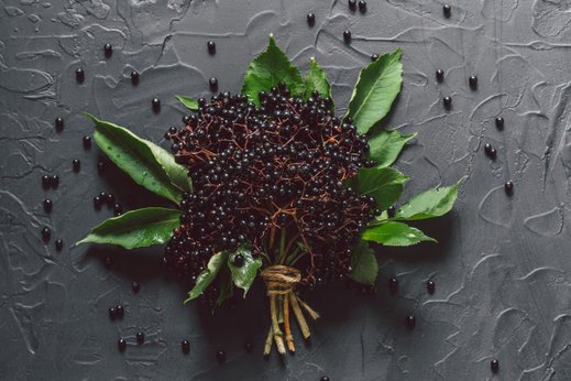 Чем полезна бузина и почему её стоит есть каждый день?