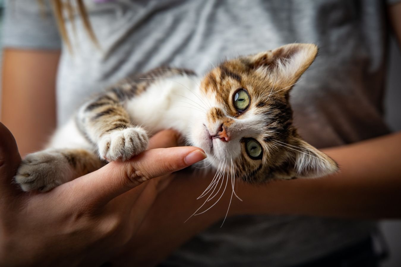 Опасные болезни, которые переносят кошки