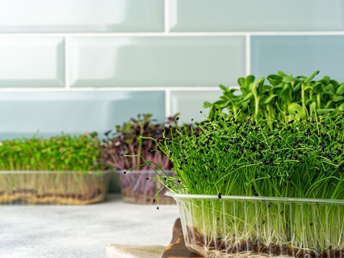 Правила и фишки для огорода на окне дома, как вырастить микрозелень на  подоконнике своими руками в домашних условиях - Чемпионат