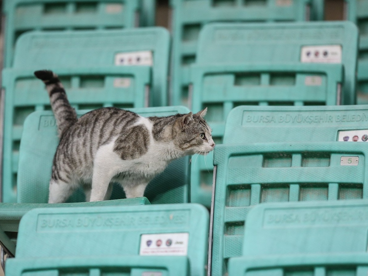 Коты фанаты. Котик на стадионе. Кошачий стадион. Кот ставочник. Кот на трибунах.