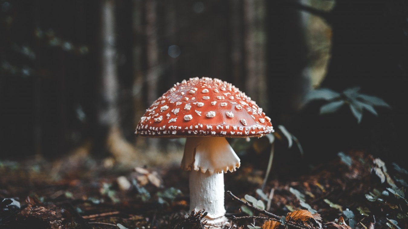 Как искать грибы в лесу: советы бывалых