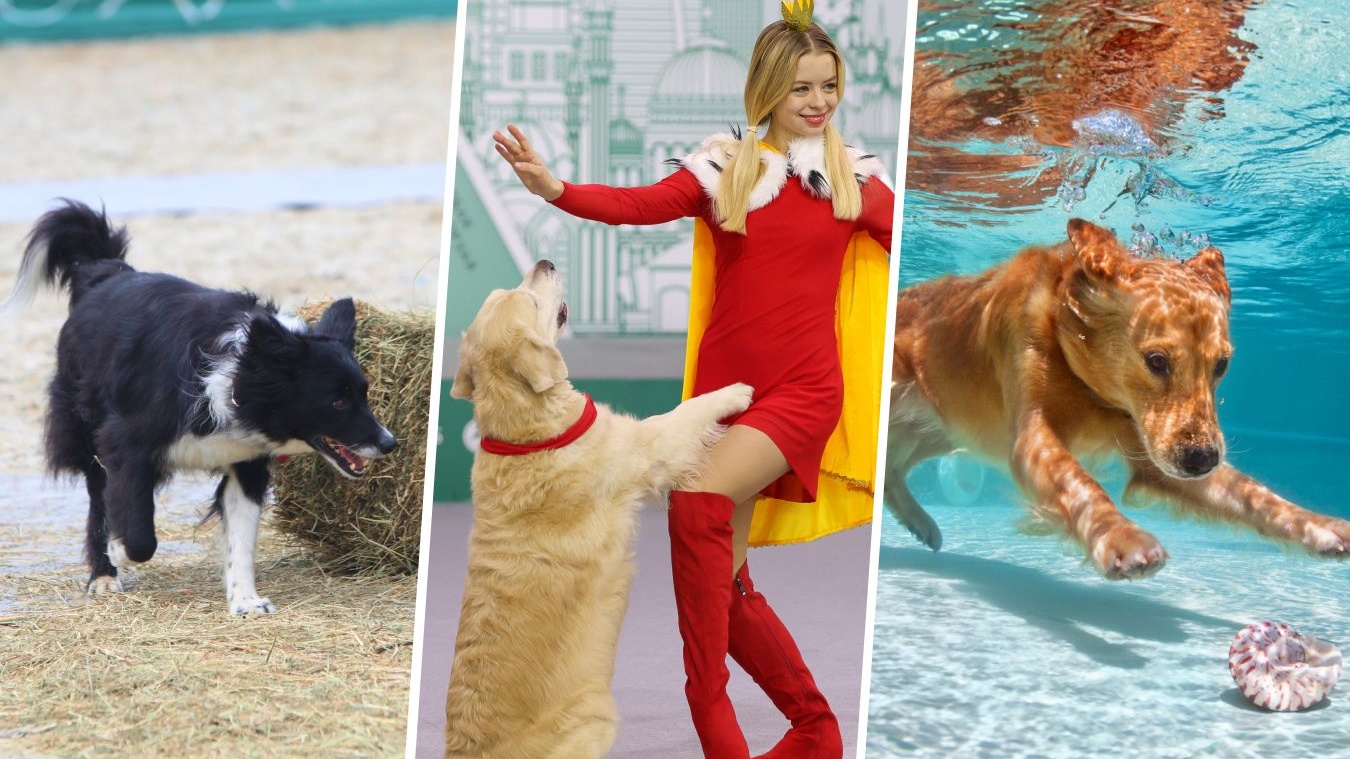 NizardsBet Presents: Top 4 Unconventional Dog Sports for Pet Owners and  Their Pets