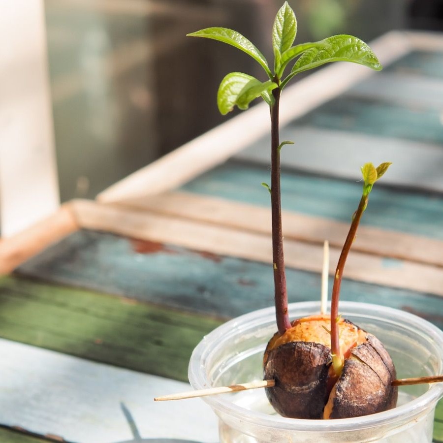 как правильно посадить авокадо