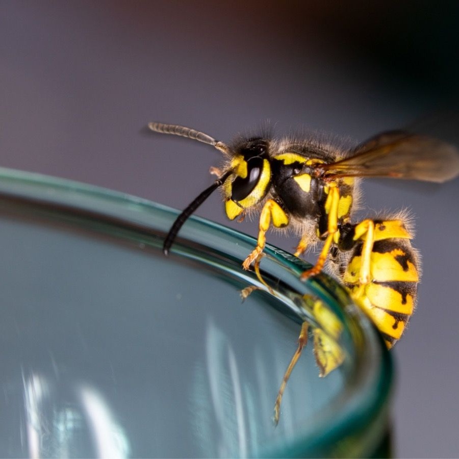 «Ты можешь забыть и проснуться от удушья»: врач раскрыла, когда укус осы приводит к смерти