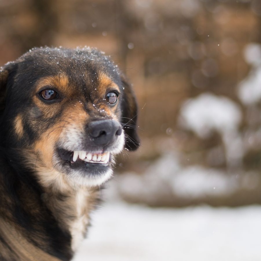 Прививка от бешенства собаке: подготовка и противопоказания