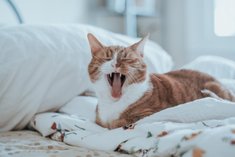 Как недосып влияет на продуктивность и тренировки?