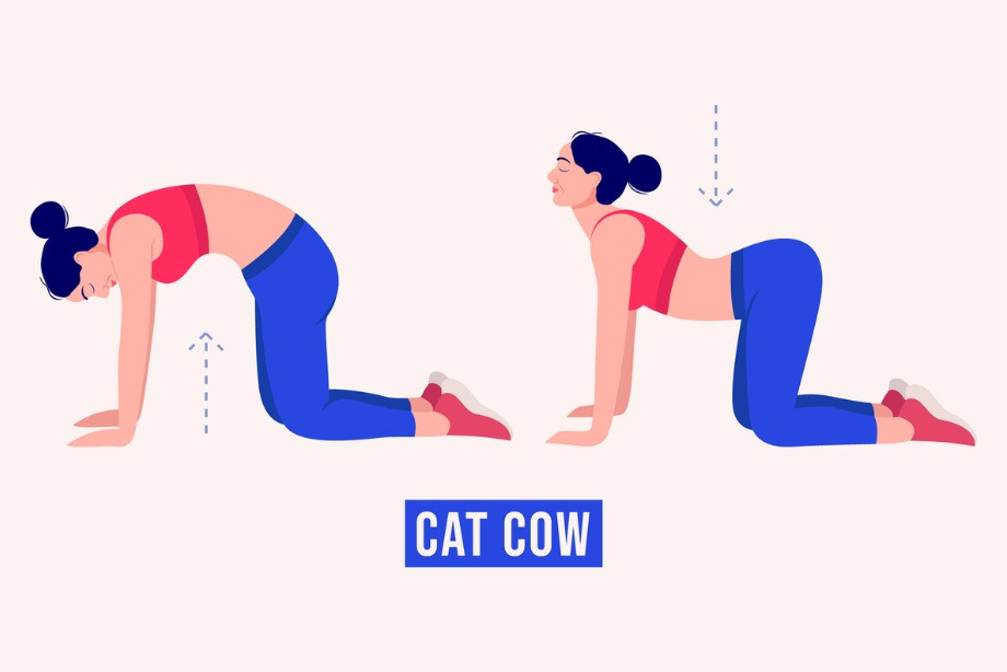 Упражнение кошка