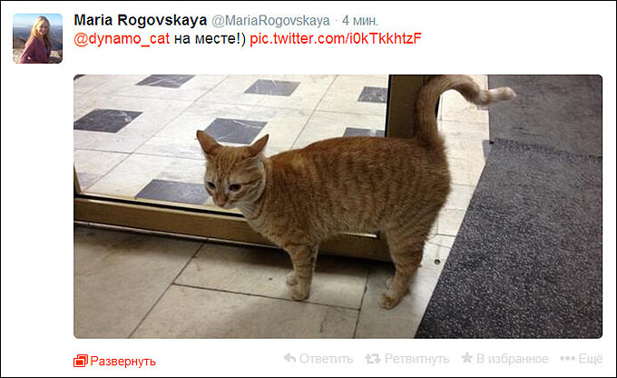 Кошка "всея Динамо" дала добро второй игре Кошка "всея Динамо" дала добро второй игре