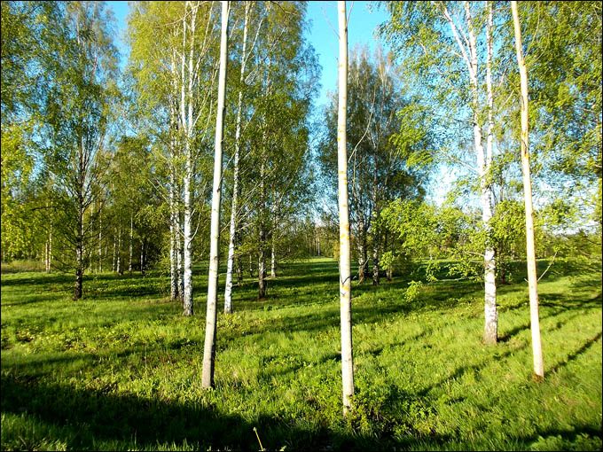 Финские березки. Тоска по ностальгии… Финские березки. Тоска по ностальгии…