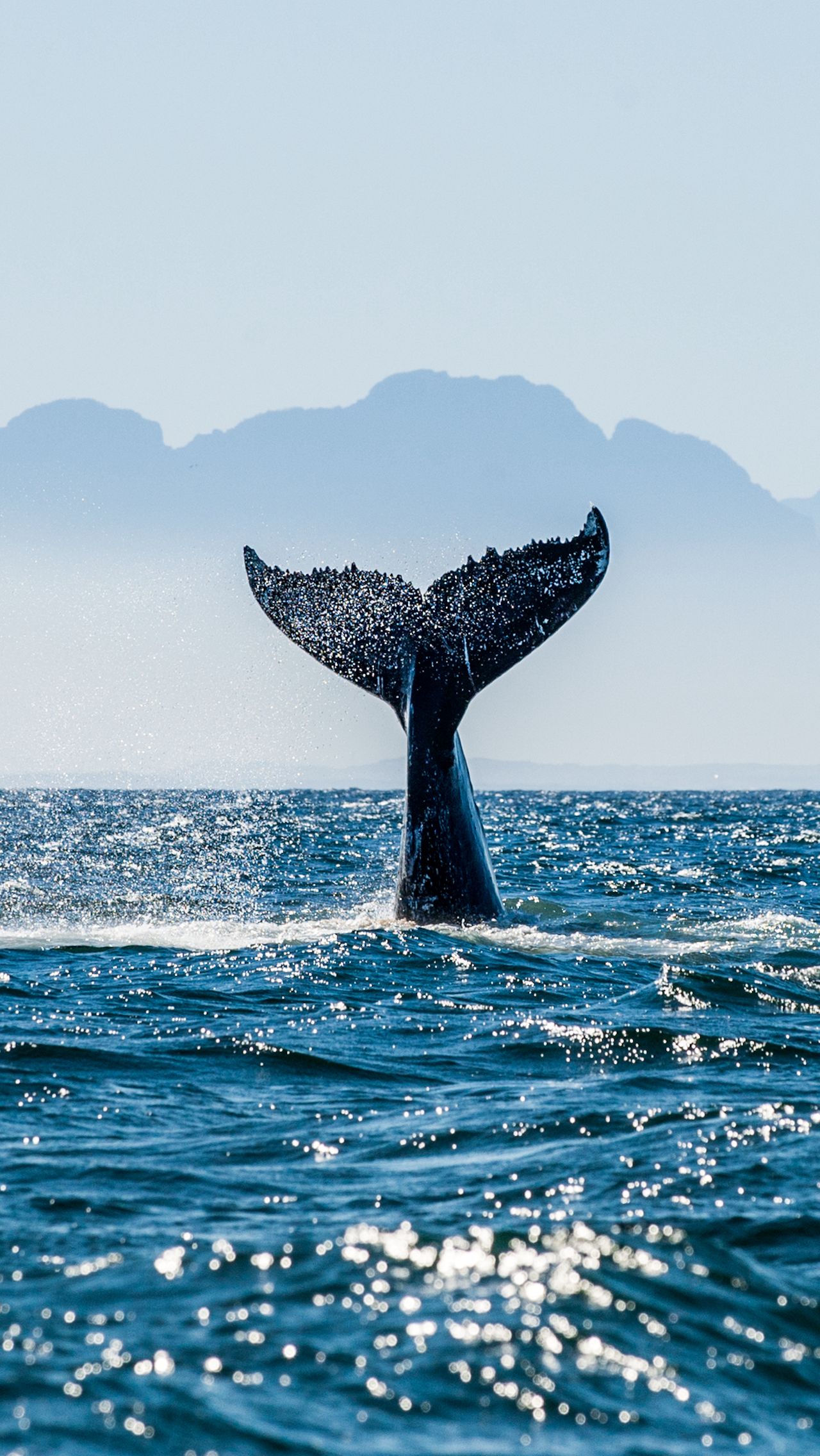 Туристы плывут на каяке и встречают… кита!