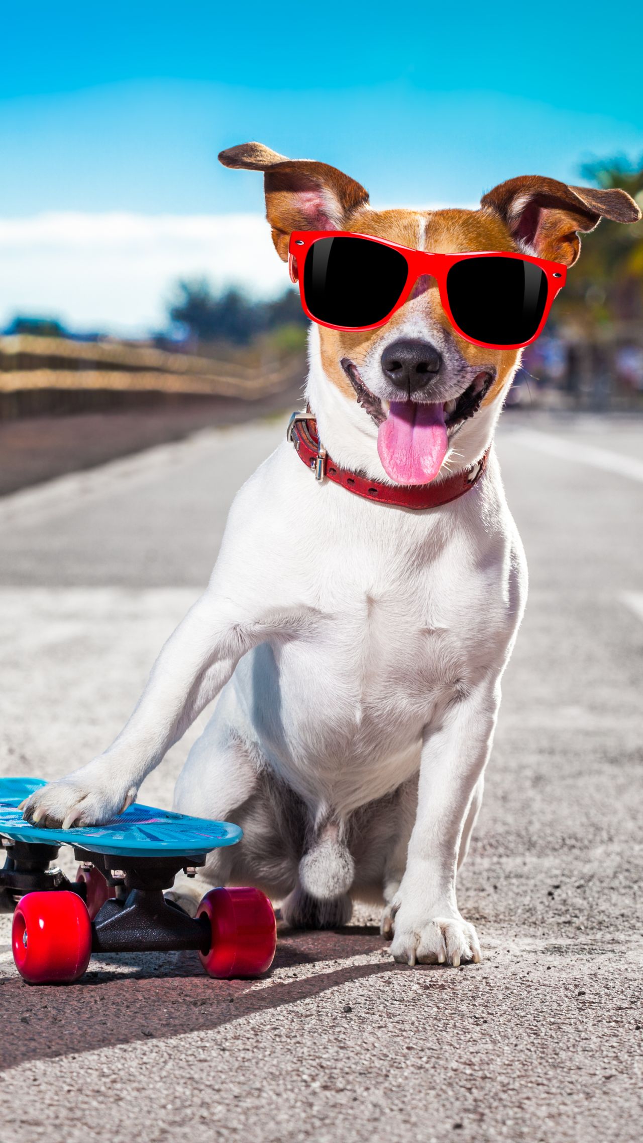 Пёс катается на скейтборде не хуже опытных райдеров. А ваш питомец так умеет?