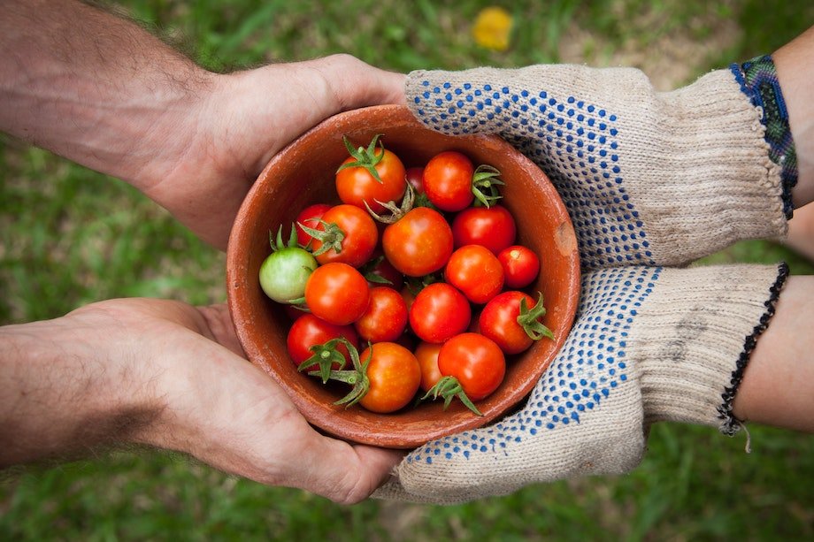 Почему нельзя есть помидоры: подробный обзор причин и последствий