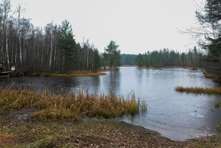 Экотропа «Сестрорецкое болото»