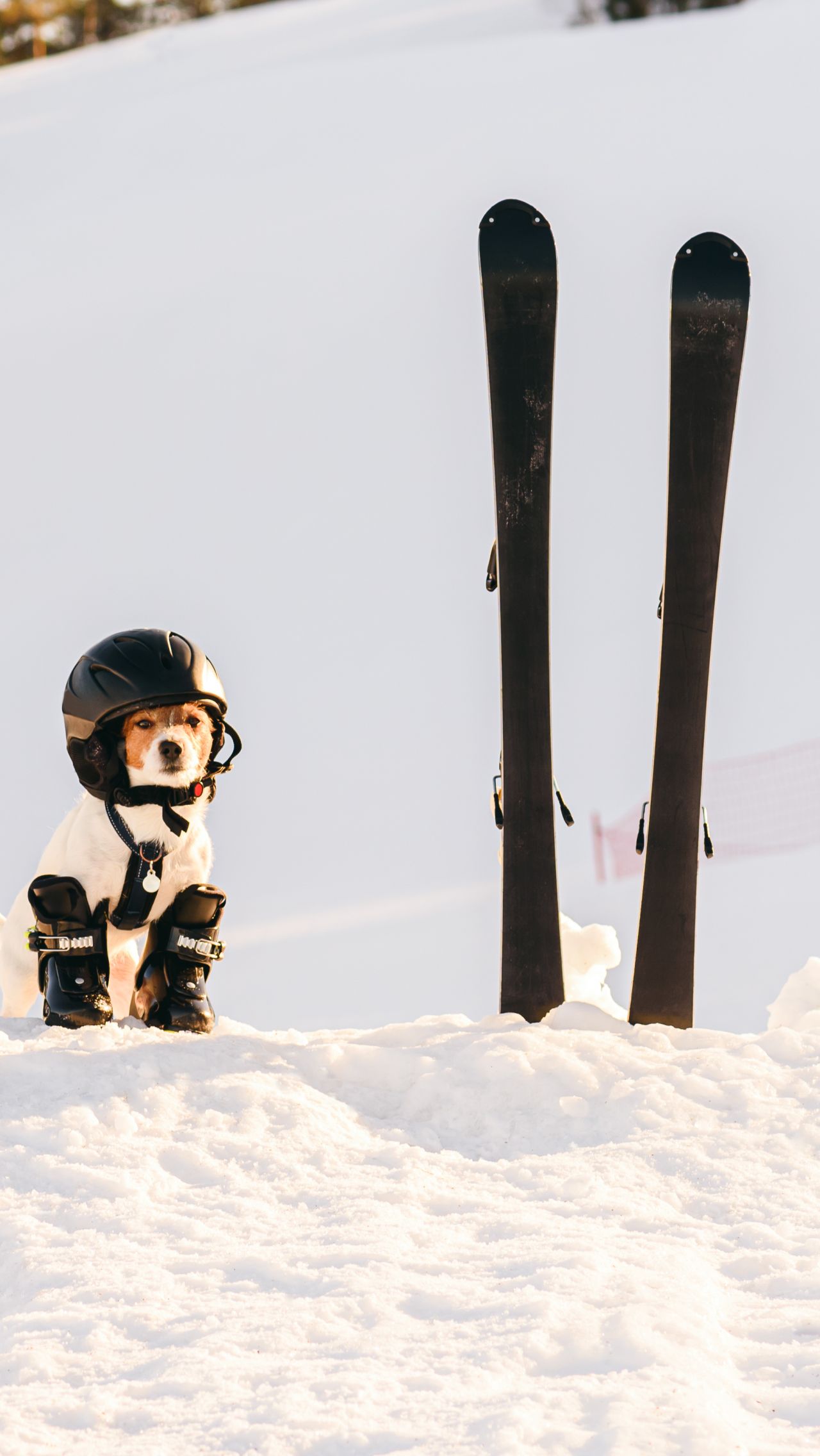 Собаки просто обожают кататься на горных лыжах!