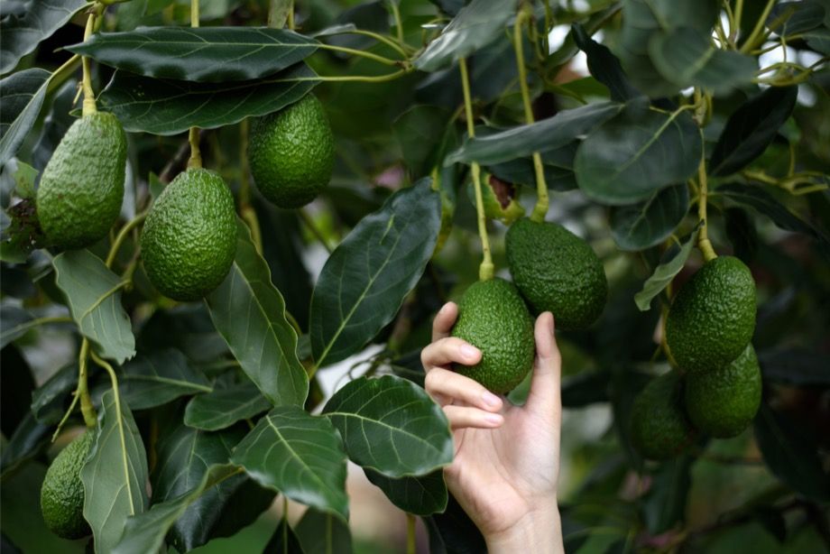Как посадить и вырастить 🥑 авокадо из косточки в домашних условиях - Информатор