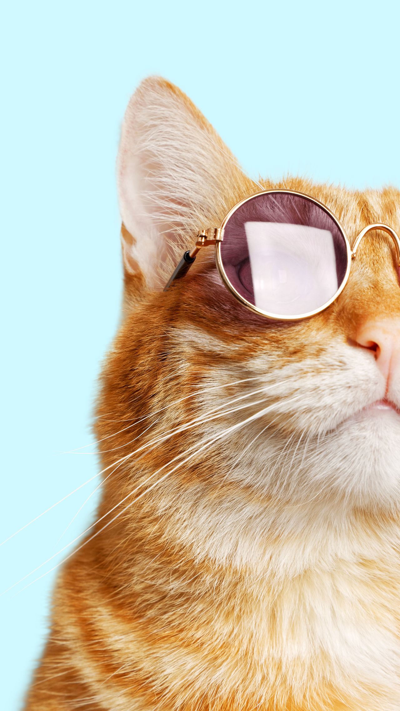 Кот надевает солнечные очки — смешное видео - Чемпионат