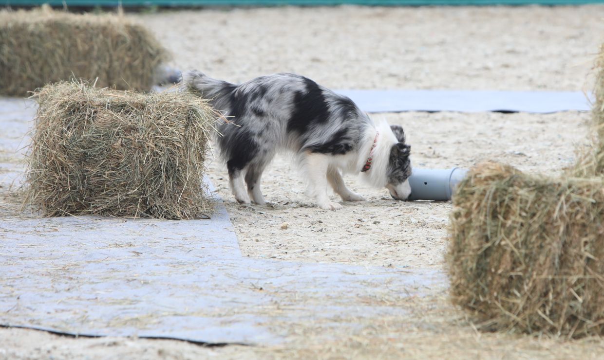 Собаки ищут грызунов не хуже кошек 