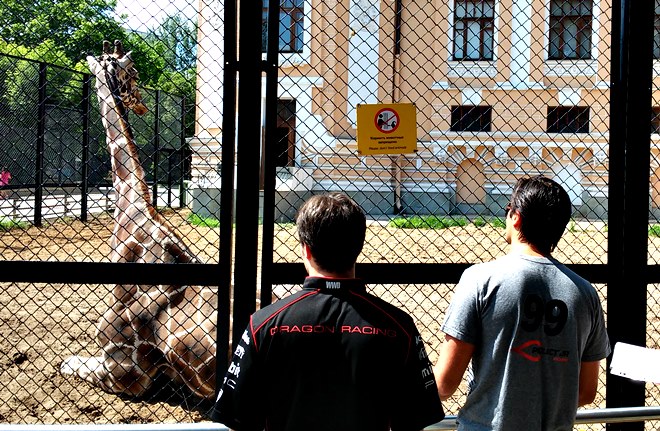 Пике и д'Амброзио в зоопарке Пике и д'Амброзио в зоопарке