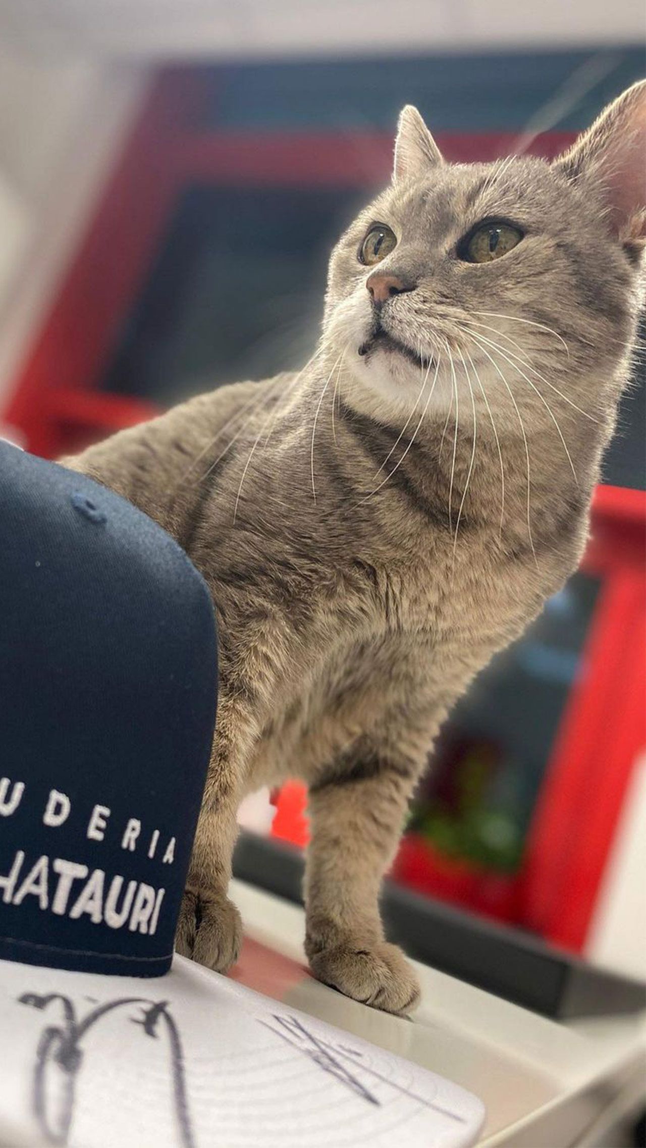 Гран-при Эмилии-Романьи 2020 года в том числе запомнился новой звездой паддока — местным имольским котом Формулино.