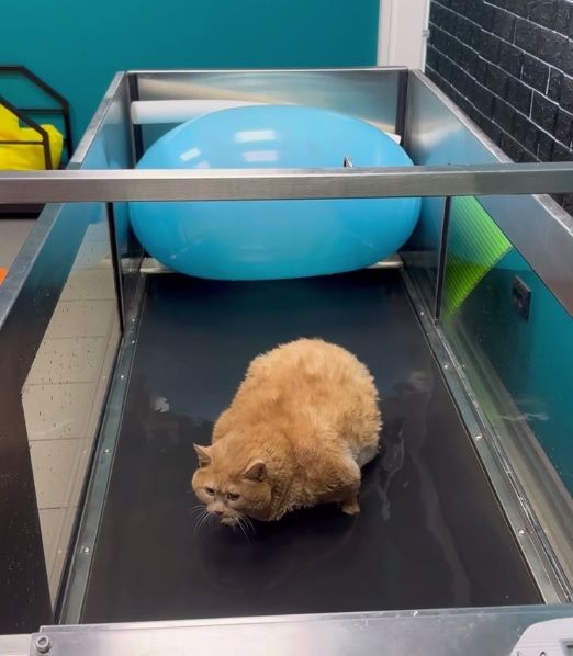 Кот крошик застрял в обувнице. Кот крошик застрял в обувнице