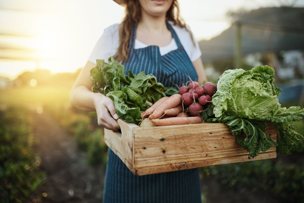 Обзор сезонных продуктов: осень, зима, весна и лето - Чемпионат