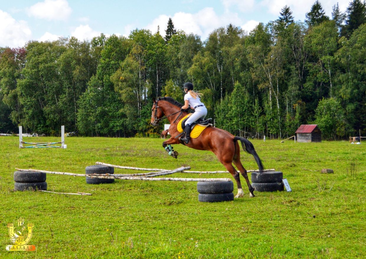 Самые популярные места для катания на лошадях в Подмосковье - Чемпионат