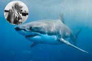Кормила белых акул с рук и вместе с ними охотилась: история дайвера Валери Тейлор