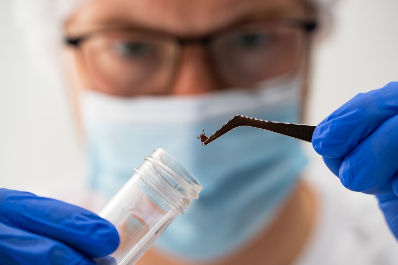 Всё о нехватки вакцин от клещевого энцефалита