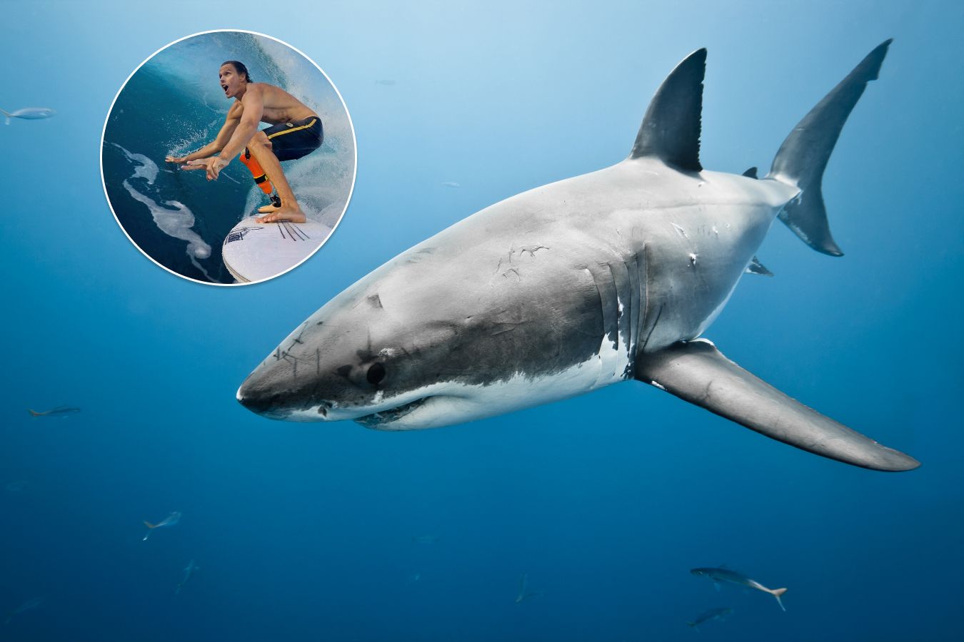 Майк Кутс, сёрфер, нападение акулы