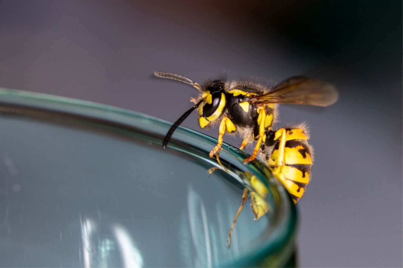 Что делать, если ужалила оса или пчела