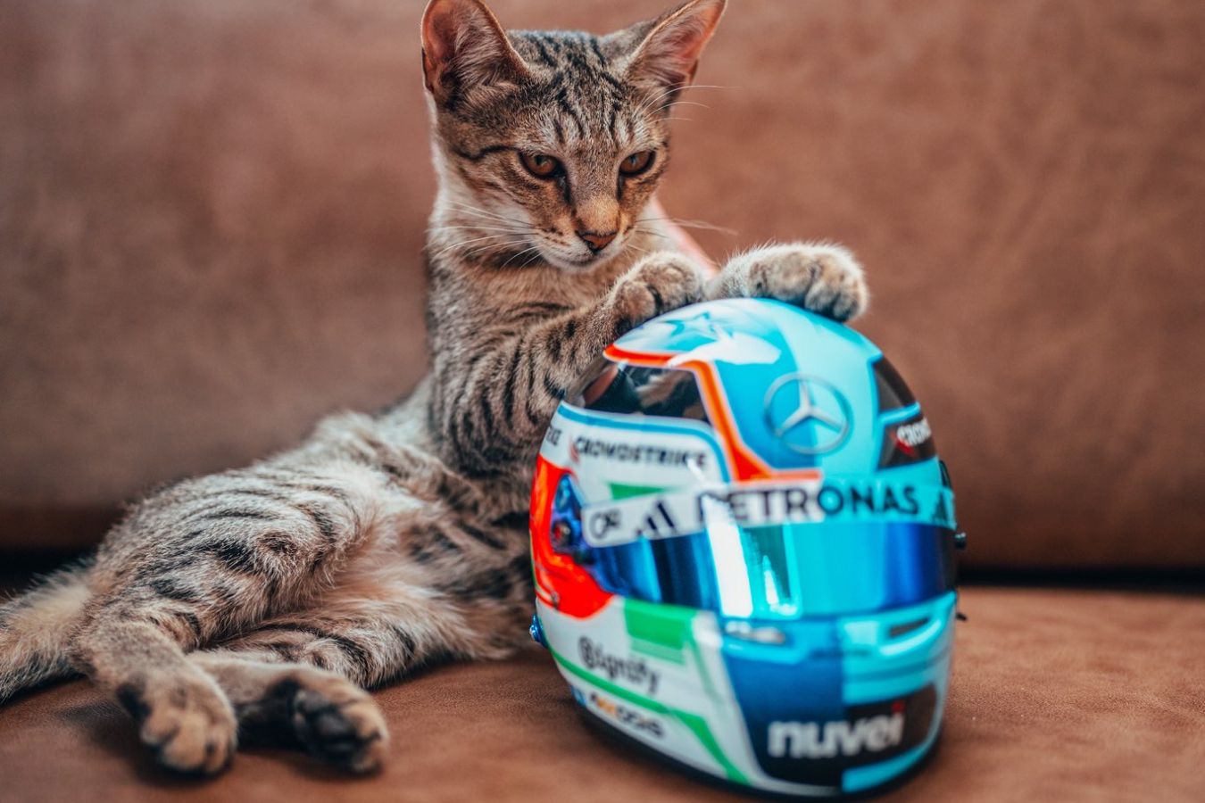 Кот — главная звезда Гран-при Ф-1 в Баку
