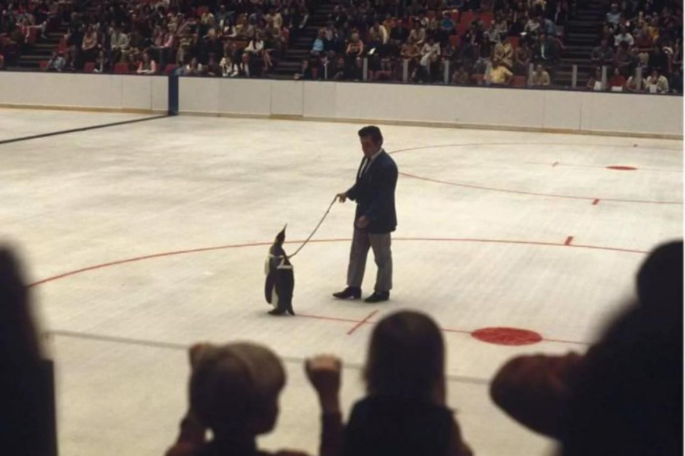 «Он был обречён». Пингвин Пит стал первым живым маскотом в НХЛ, а потом умер от пневмонии