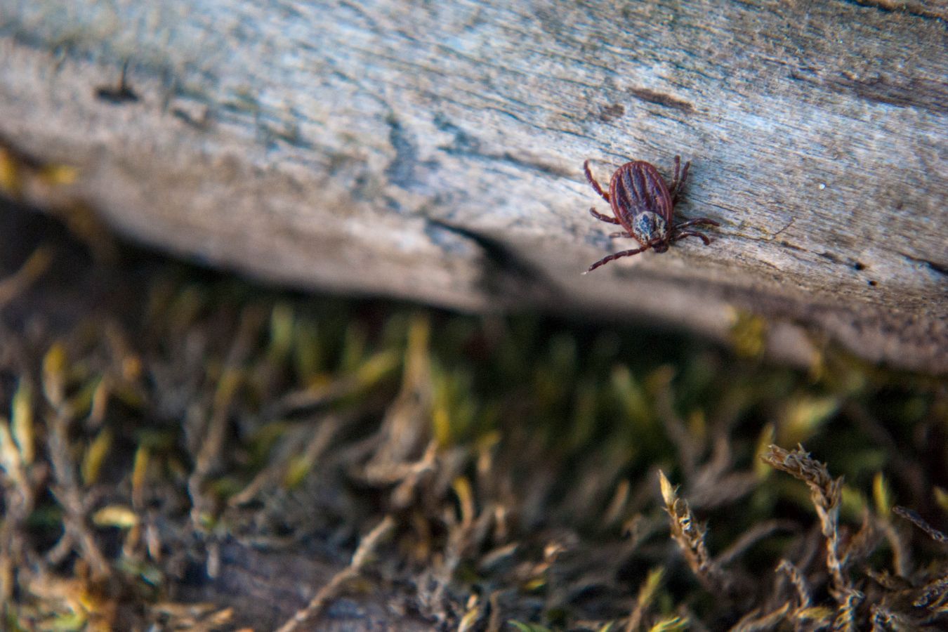 Последствия укуса клеща