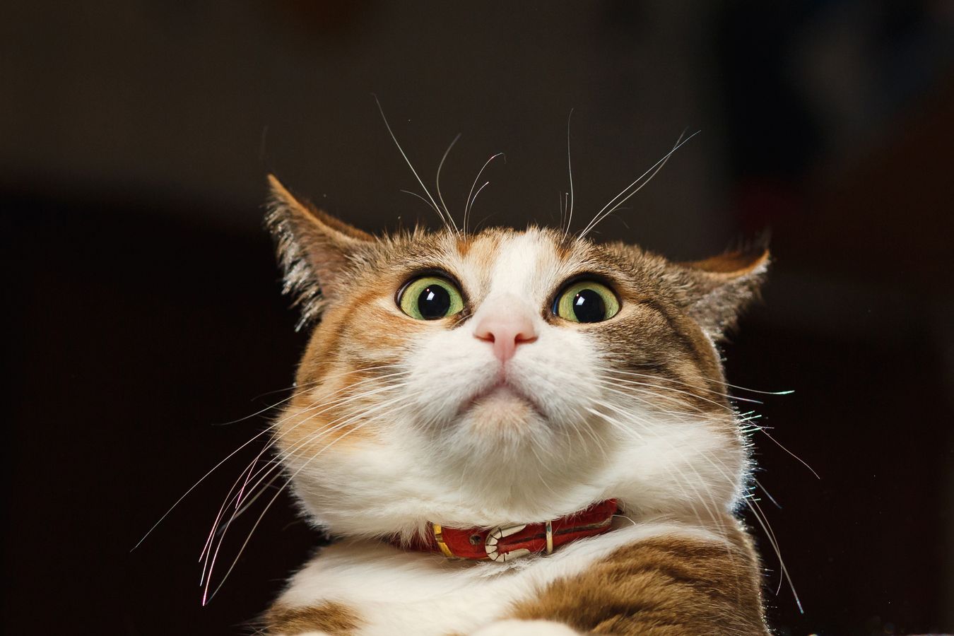 Мемы с котами — 2025