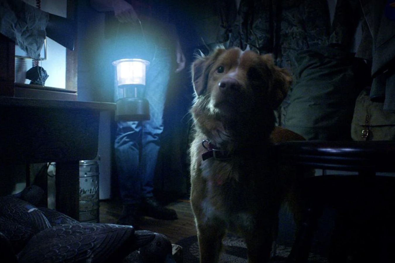 Опубликован первый кадр хоррора Good Boy о собаке Инди
