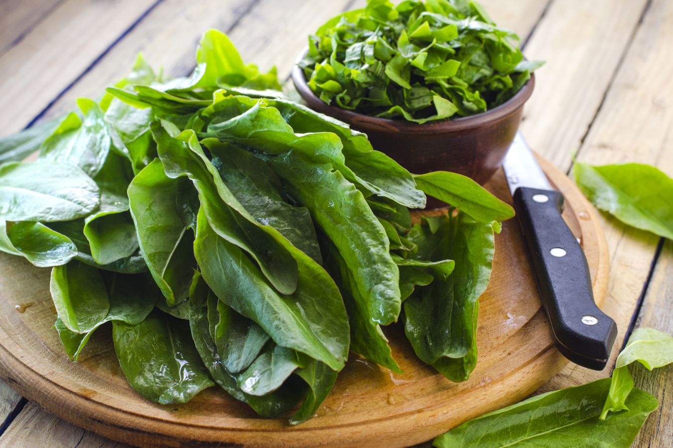 Щавель: польза и вред для организма