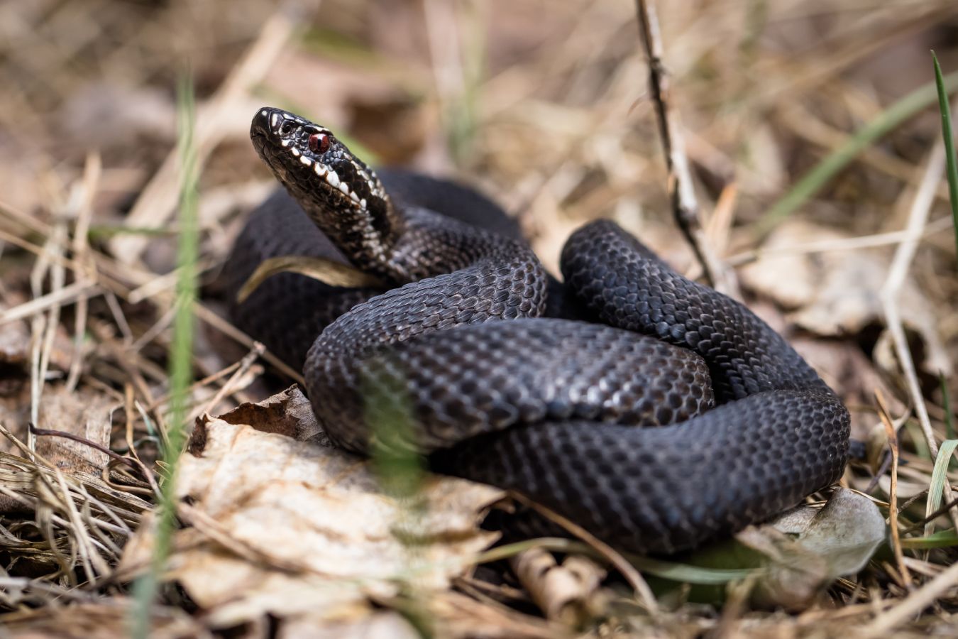 Что делать, если вас укусила гадюка?