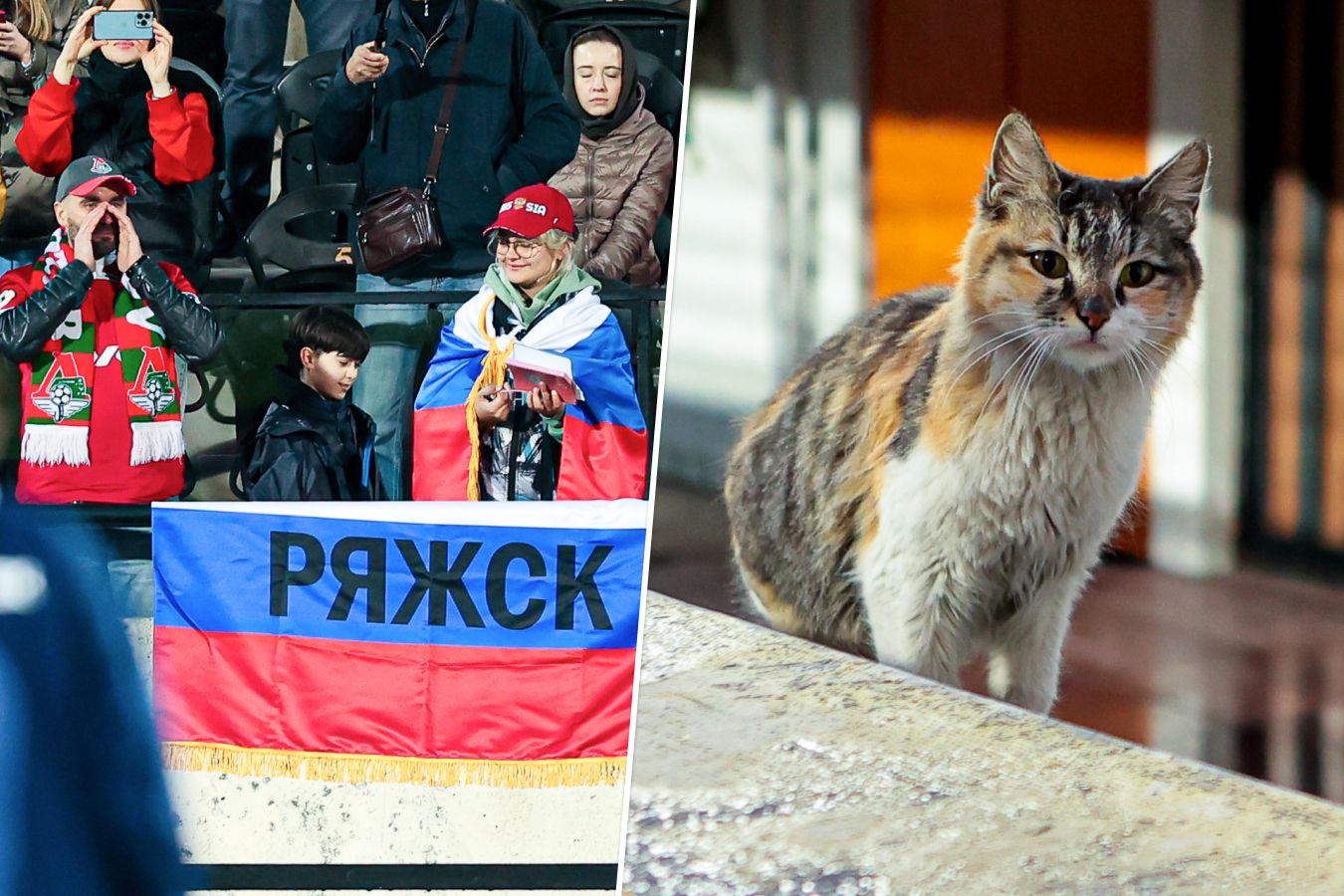 Фанаты принесли флаги России на тренировку сборной, на стадион пробралась кошка. Фото