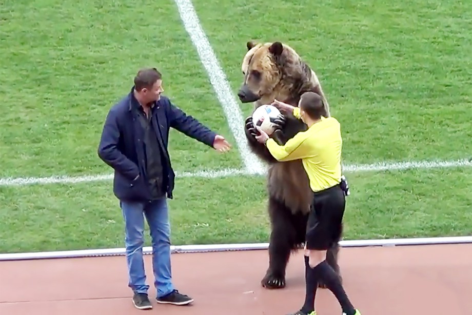На поле в Пятигорске оказался медведь. Это Россия