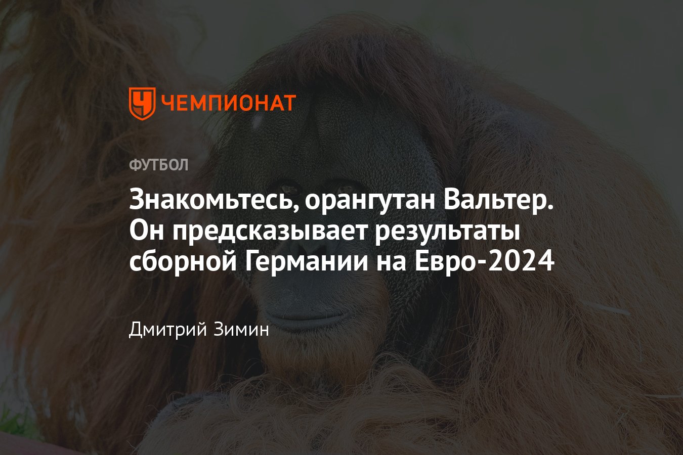 Германия — Венгрия, Евро-2024, 18 июня 2024: результаты игр предсказывает  орангутан Вальтер, какие ещё были животные-прогнозисты - Чемпионат