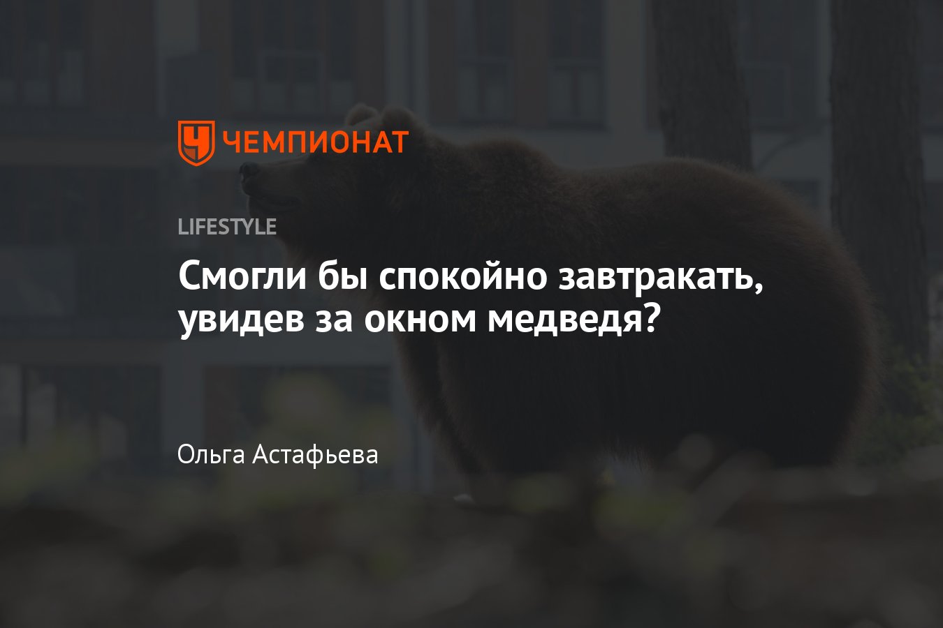 Смогли бы спокойно завтракать, увидев за окном медведя? - Чемпионат