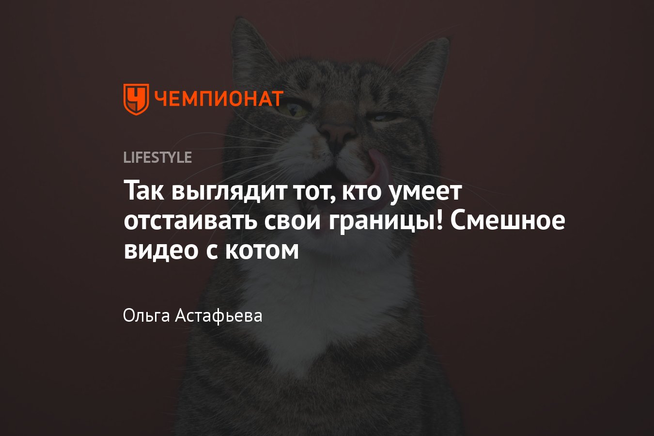 Смешное видео с котом — не дает другому коту есть свой корм - Чемпионат