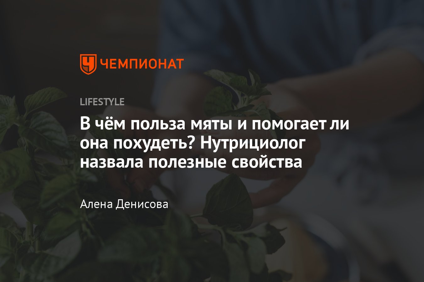 Мята: польза и вред для человека, помогает ли похудеть, рецепты напитков -  Чемпионат