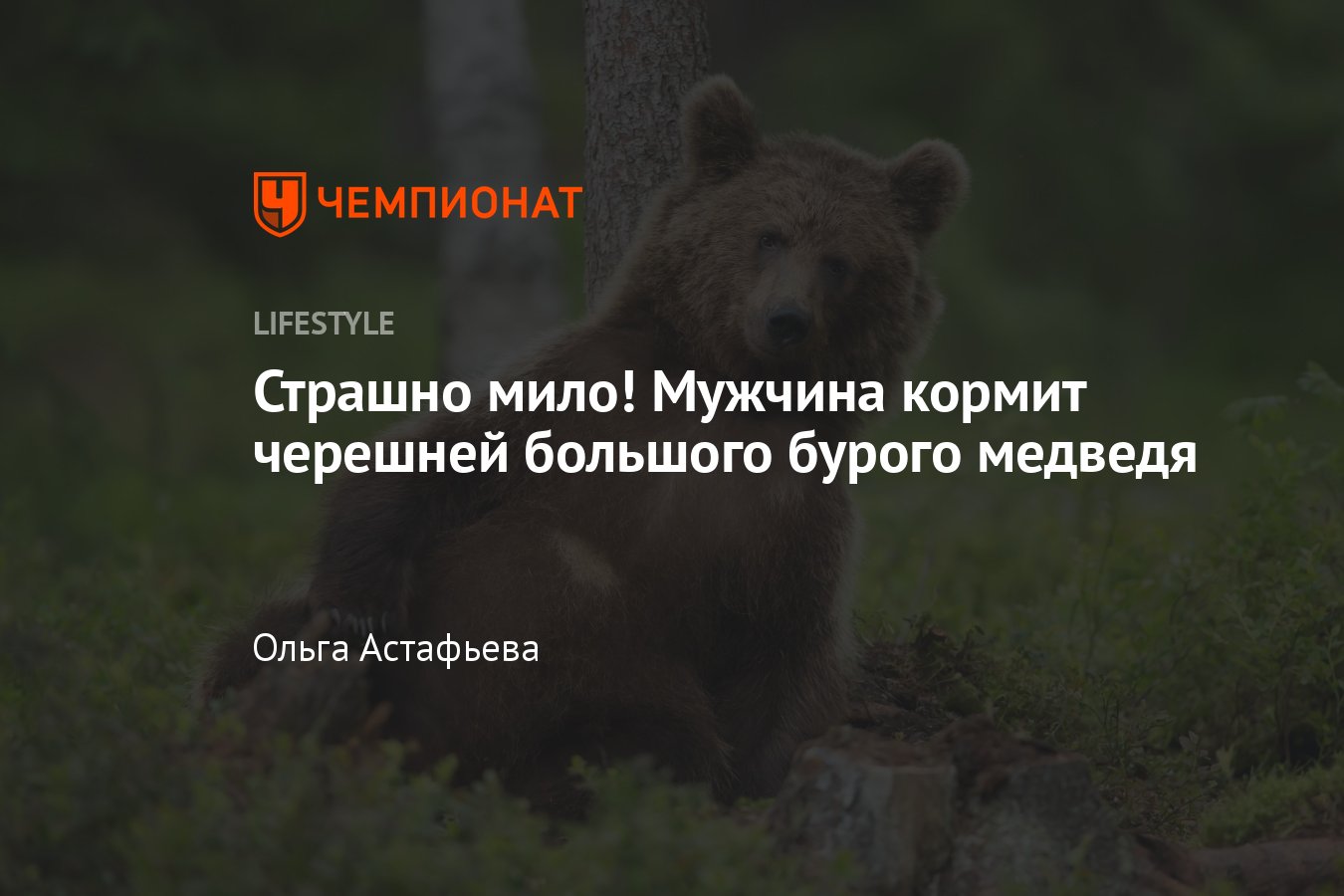 Мужчина кормит черешней большого бурого медведя — видео - Чемпионат