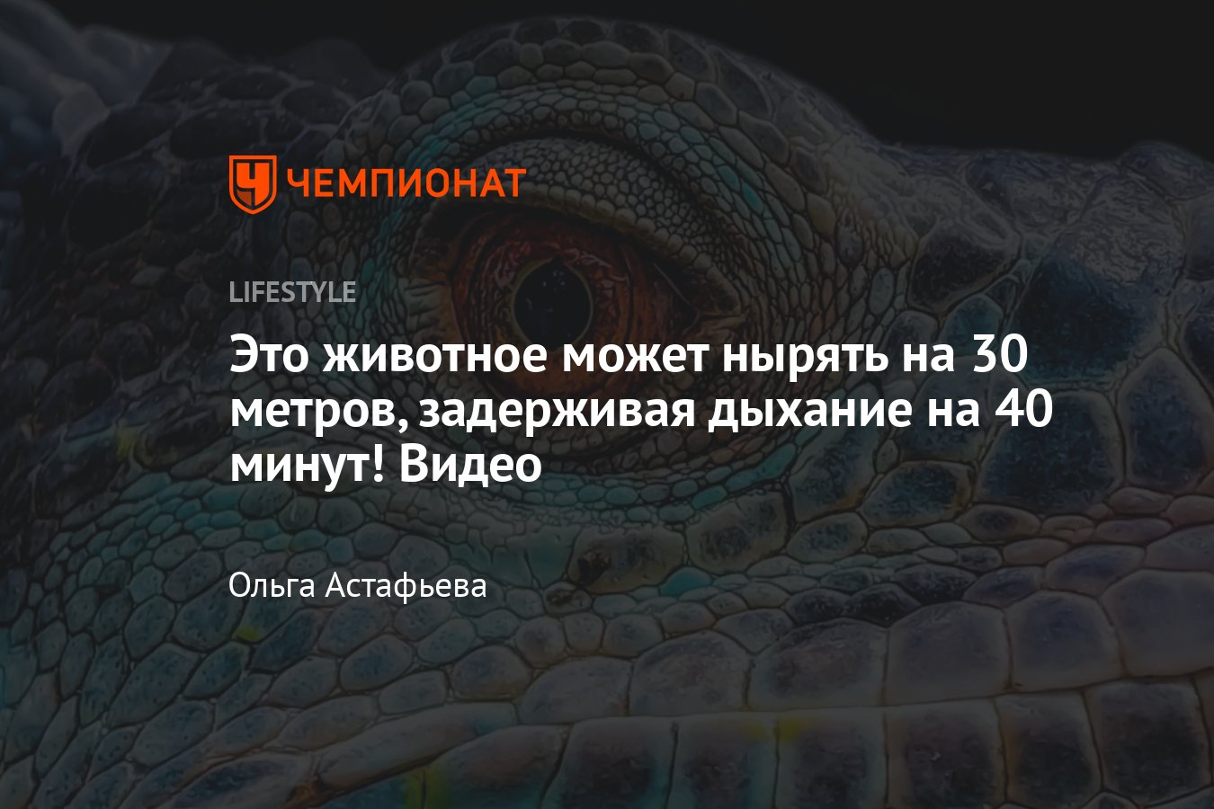 Это животное может нырять на 30 метров, задерживая дыхание на 40 минут —  видео - Чемпионат