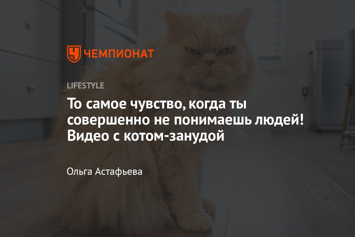 Видео со смешным котом-занудой — когда ты совершенно не понимаешь людей -  Чемпионат