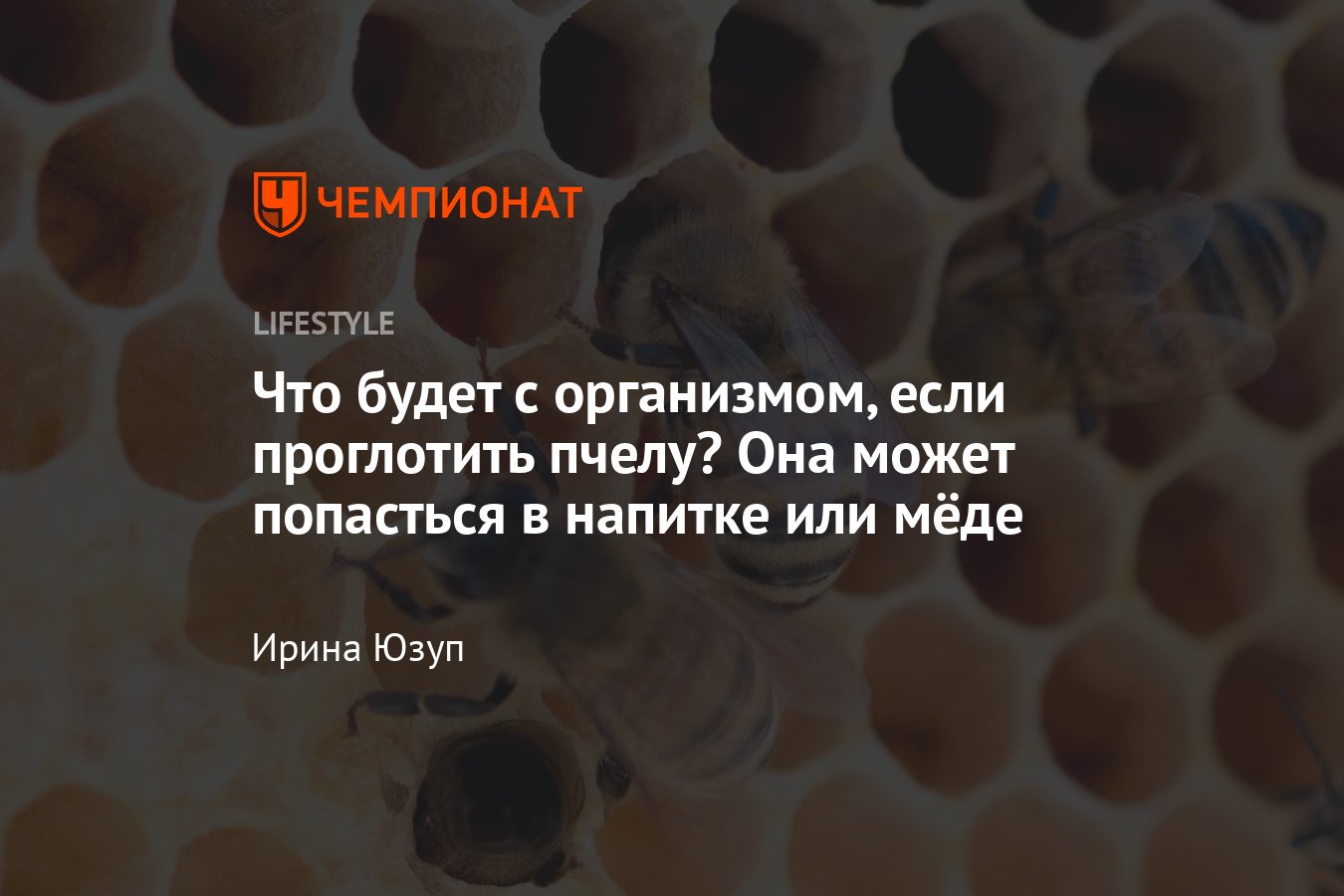 Специалист объяснил, с чем связано нашествие ос в Москве – Москва 24, 