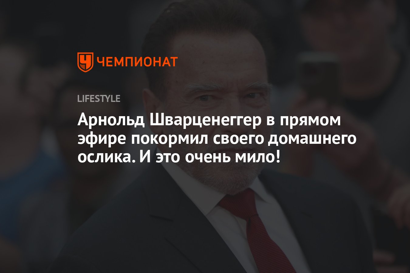 Терминатор с настоящим сердцем: Арнольд Шварценеггер показал своего  домашнего ослика - Чемпионат